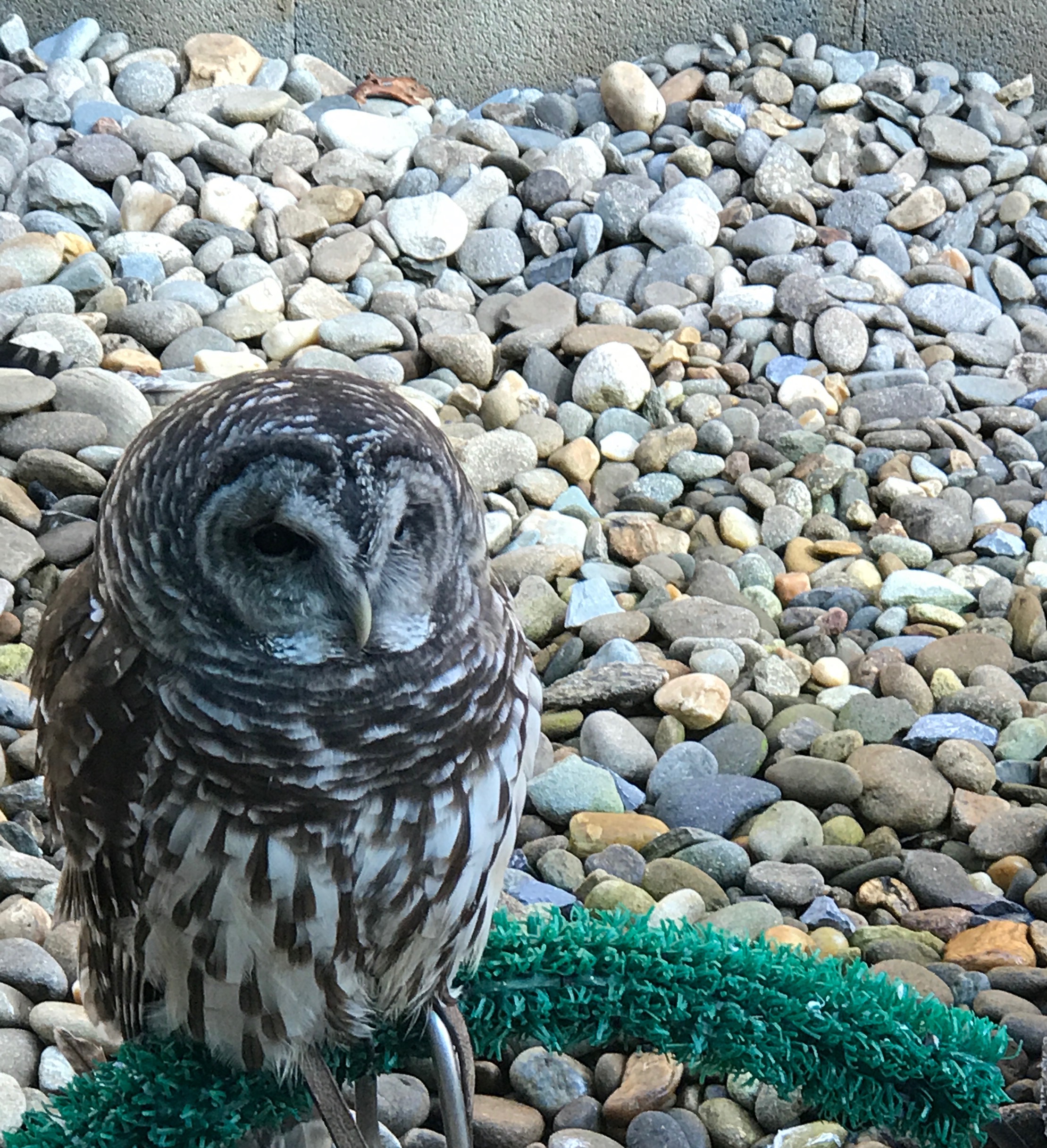 44193215_334959480603875_7217675545742409728_n