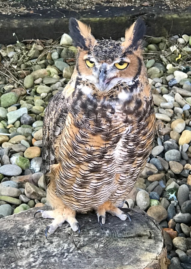 44216988_294948071231951_6710398745118244864_n